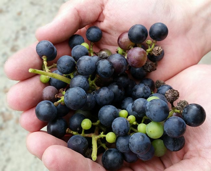 Wild Grapes: Vital Fruits