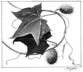 wild_cucumber.jpg thumbnail