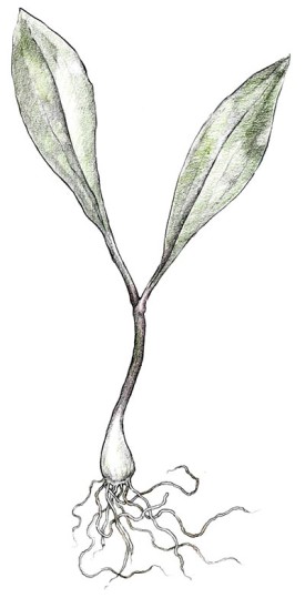 Wild_Leek_Spr17.jpg thumbnail