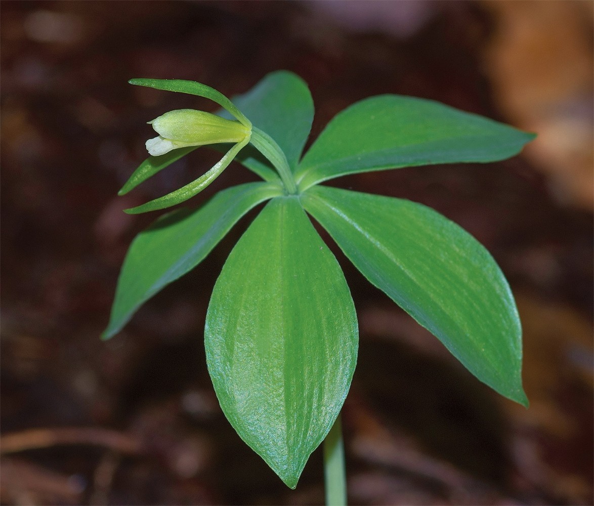 Wild_Orchids_6.jpg