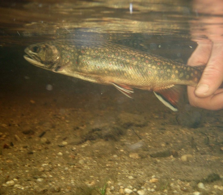 Vermont Brook Trout Numbers a Bright Spot in Region