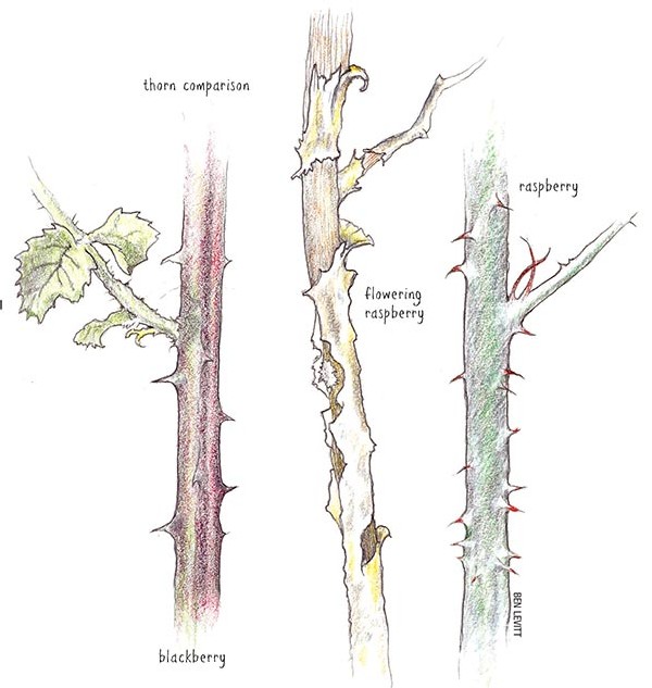 Wild Brambles: Sweetness and Thorns