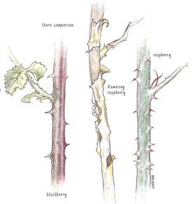 Wild Brambles: Sweetness and Thorns thumbnail