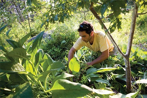 Wild Farms: Woodland Gardening in the 21st Century thumbnail