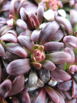 Top Flowers: Adaptations for Living on the Alpine Edge Photo: Doug Weihrauch