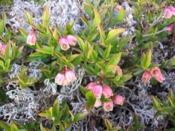 Top Flowers: Adaptations for Living on the Alpine Edge Photo: Doug Weihrauch