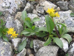 Top Flowers: Adaptations for Living on the Alpine Edge Photo: Doug Weihrauch