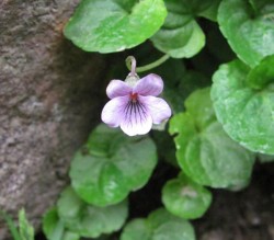 Top Flowers: Adaptations for Living on the Alpine Edge Photo: Doug Weihrauch