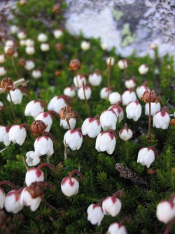 Top Flowers: Adaptations for Living on the Alpine Edge Photo: Doug Weihrauch