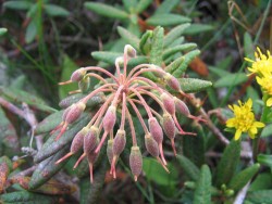 Top Flowers: Adaptations for Living on the Alpine Edge Photo: Doug Weihrauch