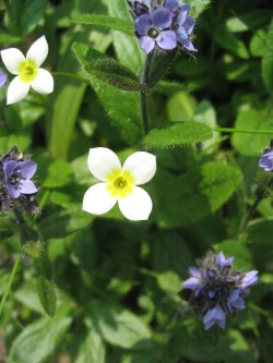 Top Flowers: Adaptations for Living on the Alpine Edge Photo: Doug Weihrauch