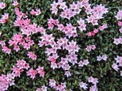 Top Flowers: Adaptations for Living on the Alpine Edge Photo: Doug Weihrauch