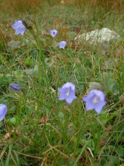 Top Flowers: Adaptations for Living on the Alpine Edge Photo: Doug Weihrauch