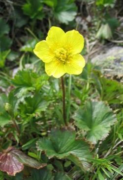 Top Flowers: Adaptations for Living on the Alpine Edge Photo: Doug Weihrauch