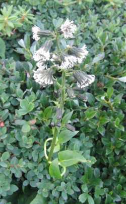 Top Flowers: Adaptations for Living on the Alpine Edge Photo: Doug Weihrauch