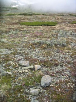 Top Flowers: Adaptations for Living on the Alpine Edge Photo: Doug Weihrauch