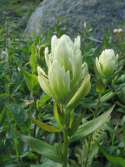 Top Flowers: Adaptations for Living on the Alpine Edge Photo: Doug Weihrauch