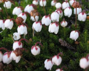 Top Flowers: Adaptations for Living on the Alpine Edge thumbnail