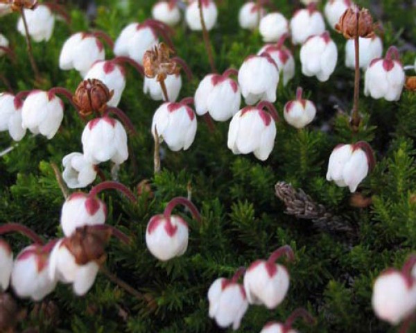 Top Flowers: Adaptations for Living on the Alpine Edge