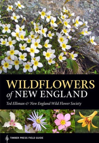 Wildflowers of New England Image