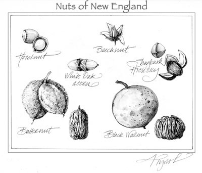 Wild Nuts: Autumn Bounty, Holiday Treat thumbnail