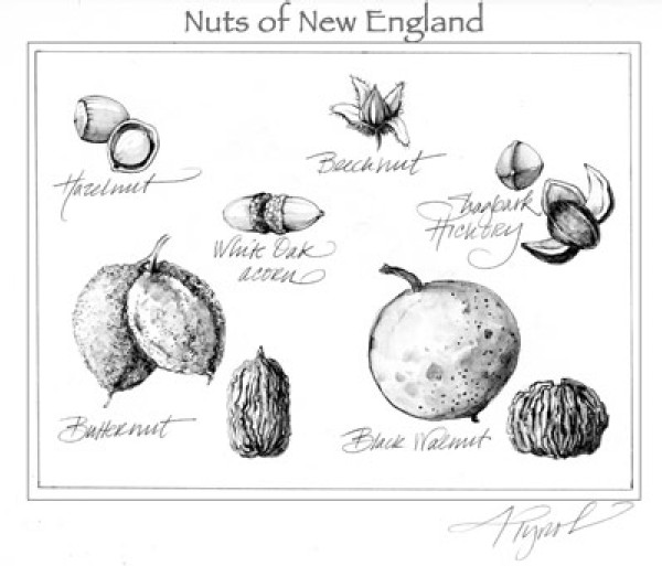 Wild Nuts: Autumn Bounty, Holiday Treat