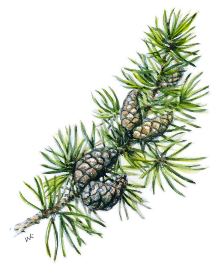 Jack pine