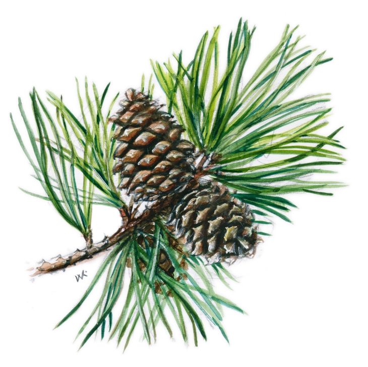 Pitch pine