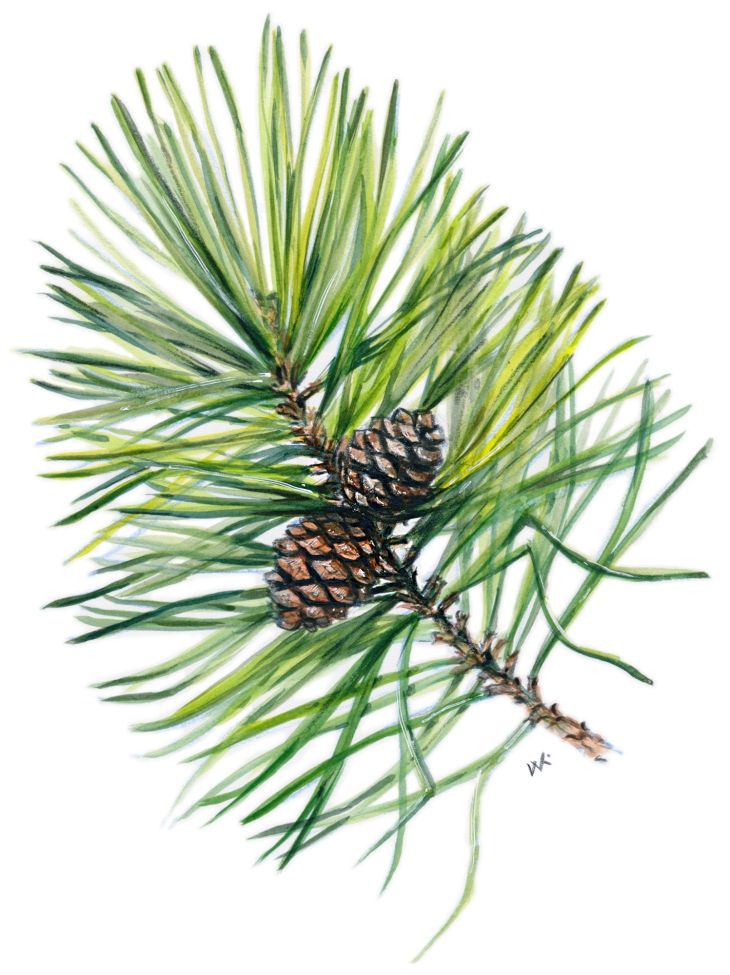 Red pine