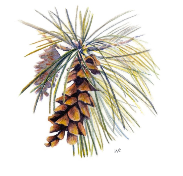 Eastern white pine