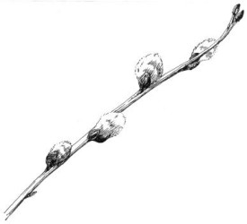 willow_web.jpg thumbnail