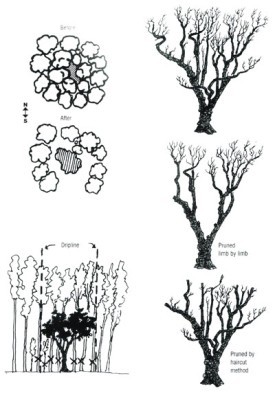 Tending Wild Apple Trees for Wildlife thumbnail