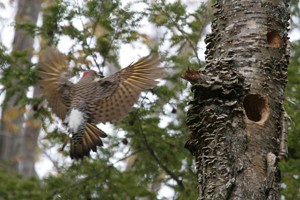 An Appreciation of Debris: The Science and Changing Perceptions of Dead Trees