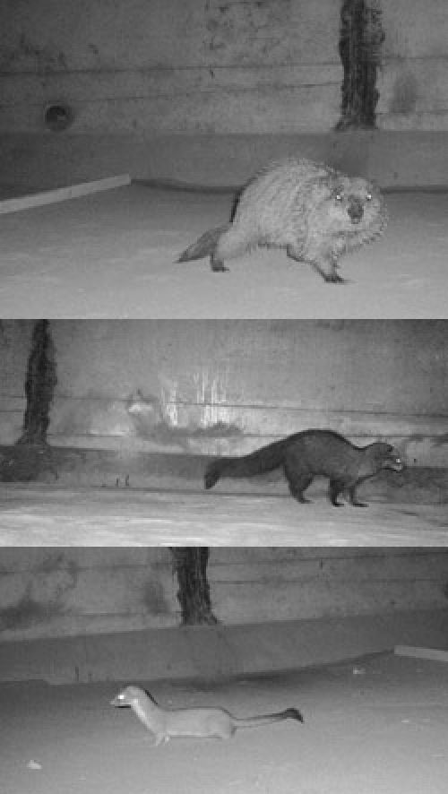 Animals using tunnel