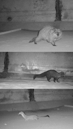 Animals using tunnel