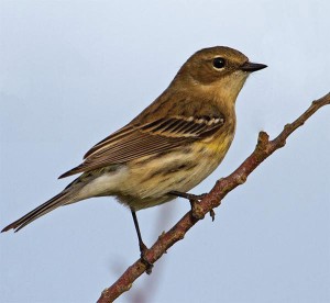 The Winter Warbler thumbnail