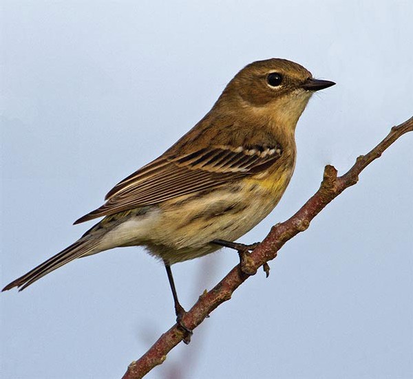 The Winter Warbler