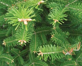 win14needles.jpg thumbnail