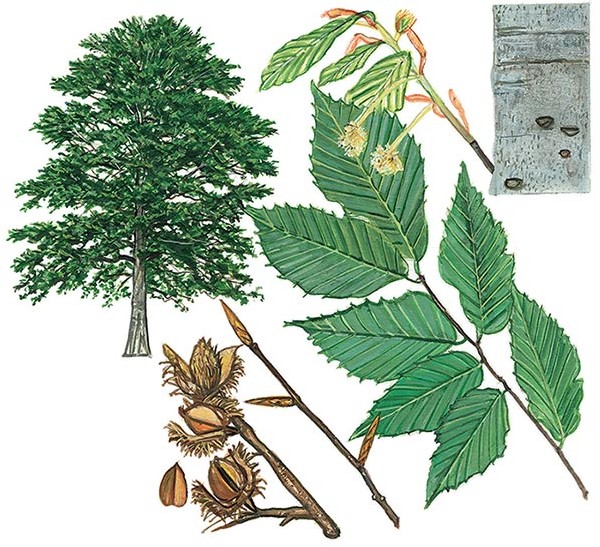 What's in a Name? Tree ID for Ordinary Mortals