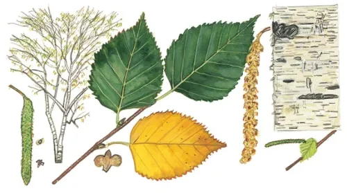 What's in a Name? Tree ID for Ordinary… | Winter 2017 Features