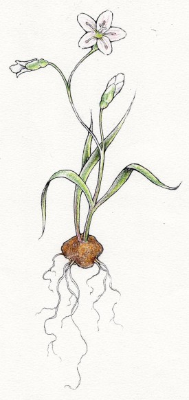 Claytonia Virginica thumbnail