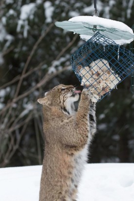Bobcat thumbnail