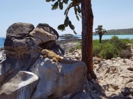 Galapagos 1 thumbnail