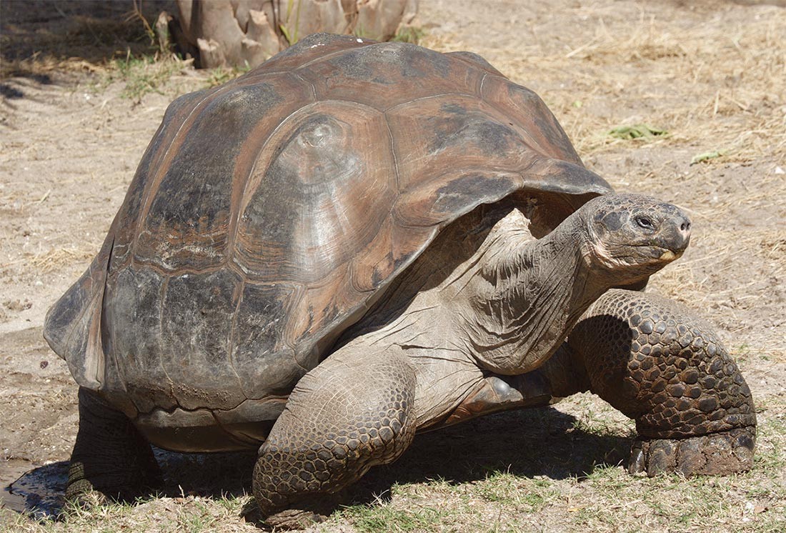 Galápagos Islands