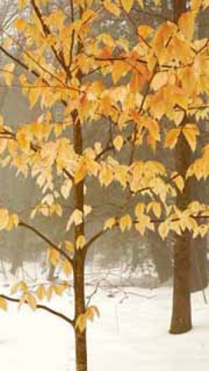 Why Do Some Leaves Persist On Beech and Oak Trees Well Into Winter? thumbnail