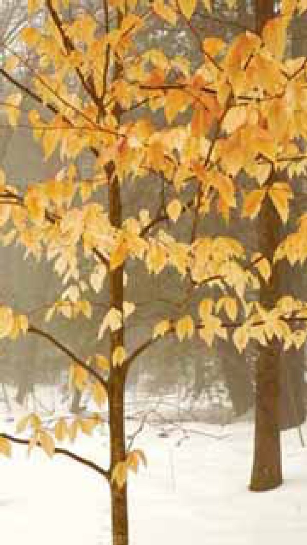 Why Do Some Leaves Persist On Beech and Oak Trees Well Into Winter?