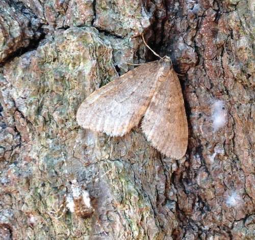 Winter moth