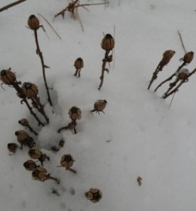 winter_mystery_feb_11.jpg thumbnail