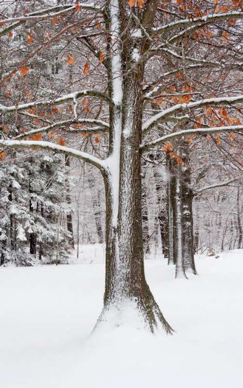 Winter oak