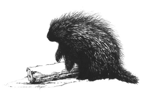 Porcupines Raised by the Sun thumbnail